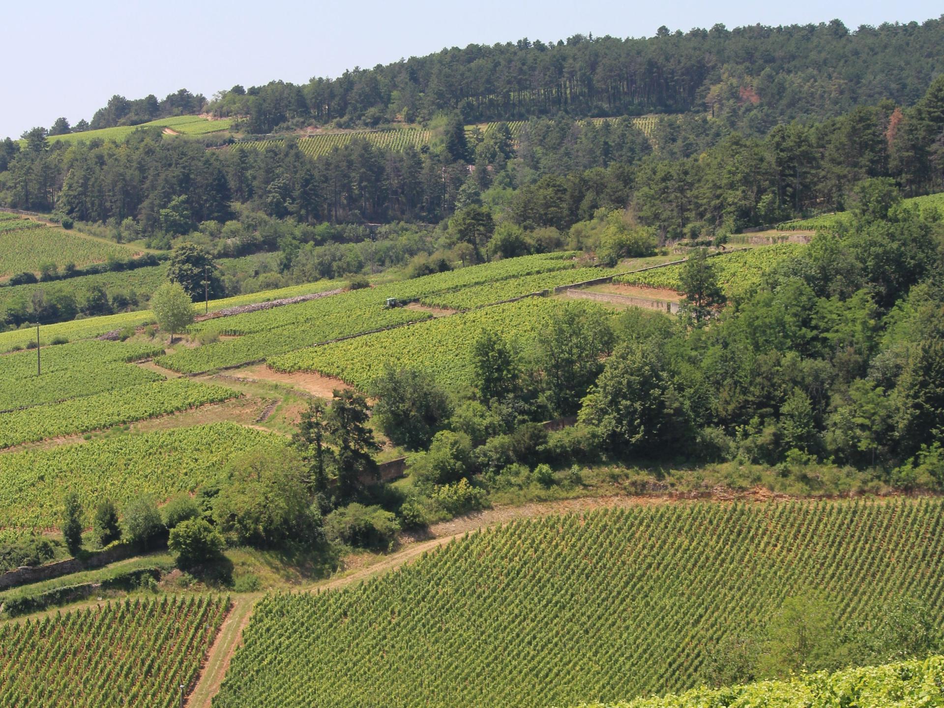 As Denomina Es Da Borgonha Beaune E A Regi O De Beaune Turismo