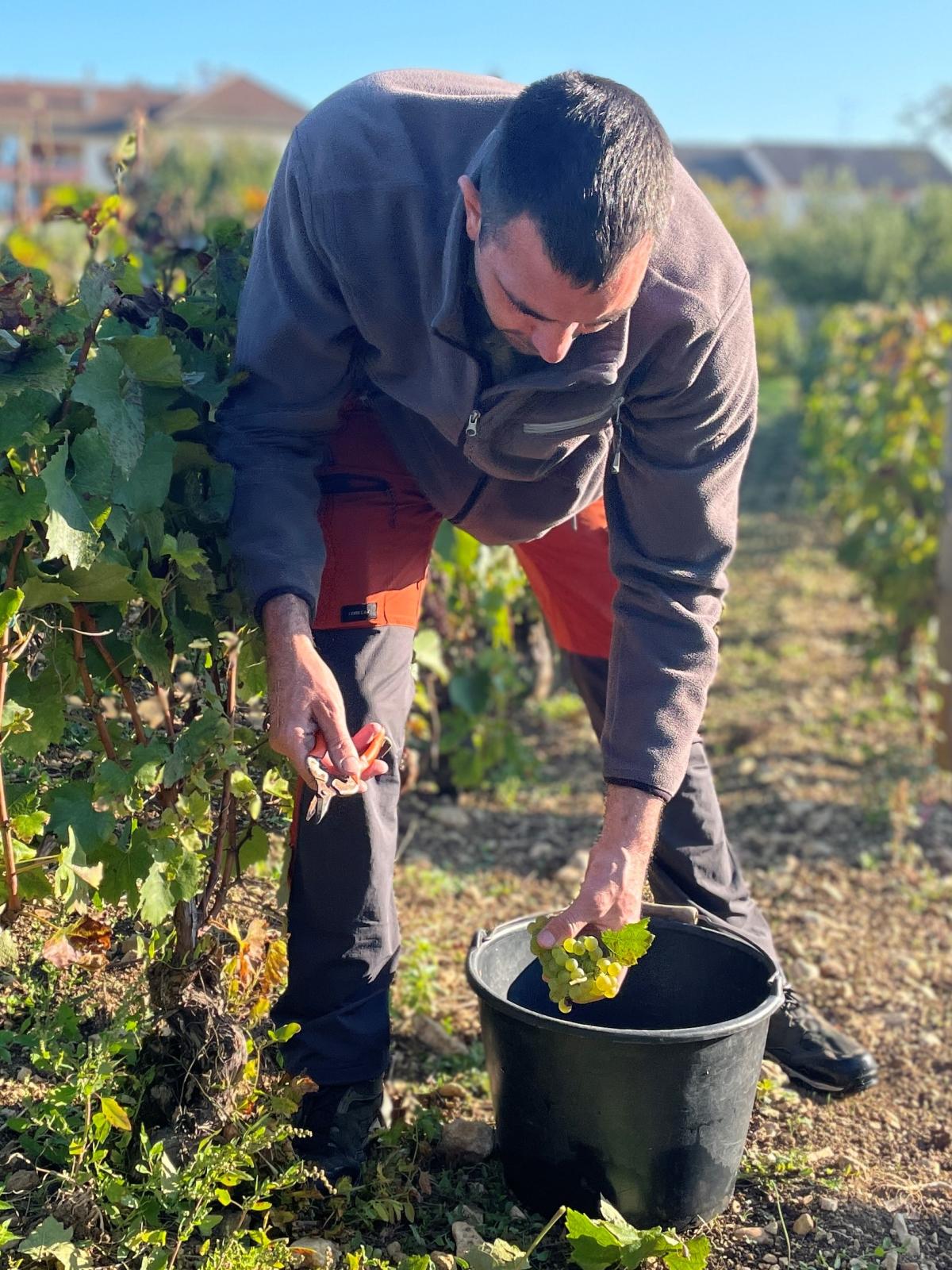 Les Vendanges En Bourgogne Beaune Et Le Pays Beaunois Tourisme