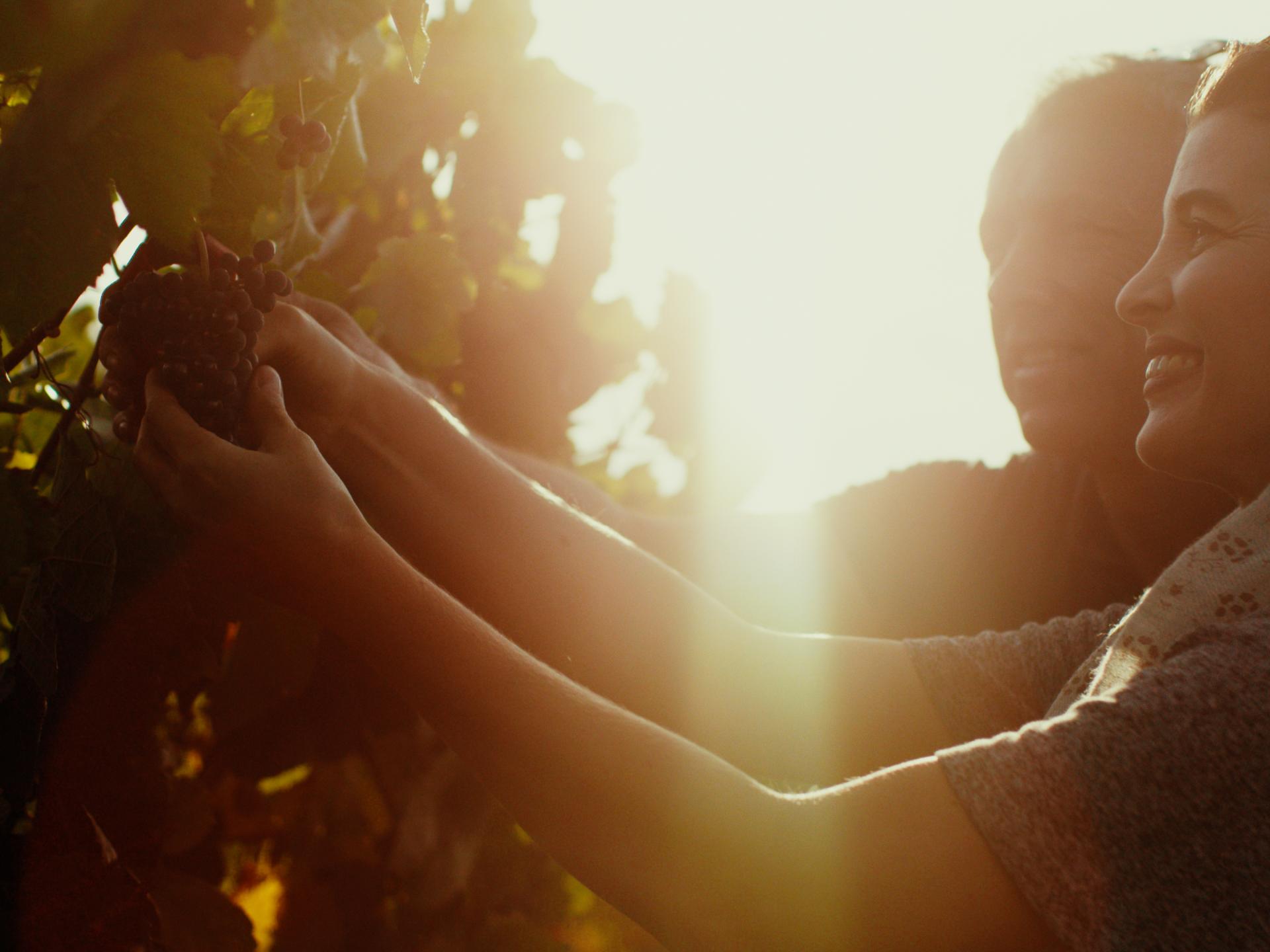 Les Vendanges En Bourgogne Beaune Et Le Pays Beaunois Tourisme