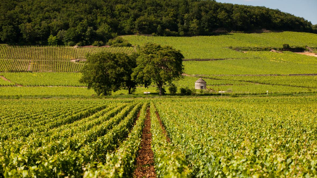 Une virée sur la Route des Grands Crus Beaune et le Pays Beaunois