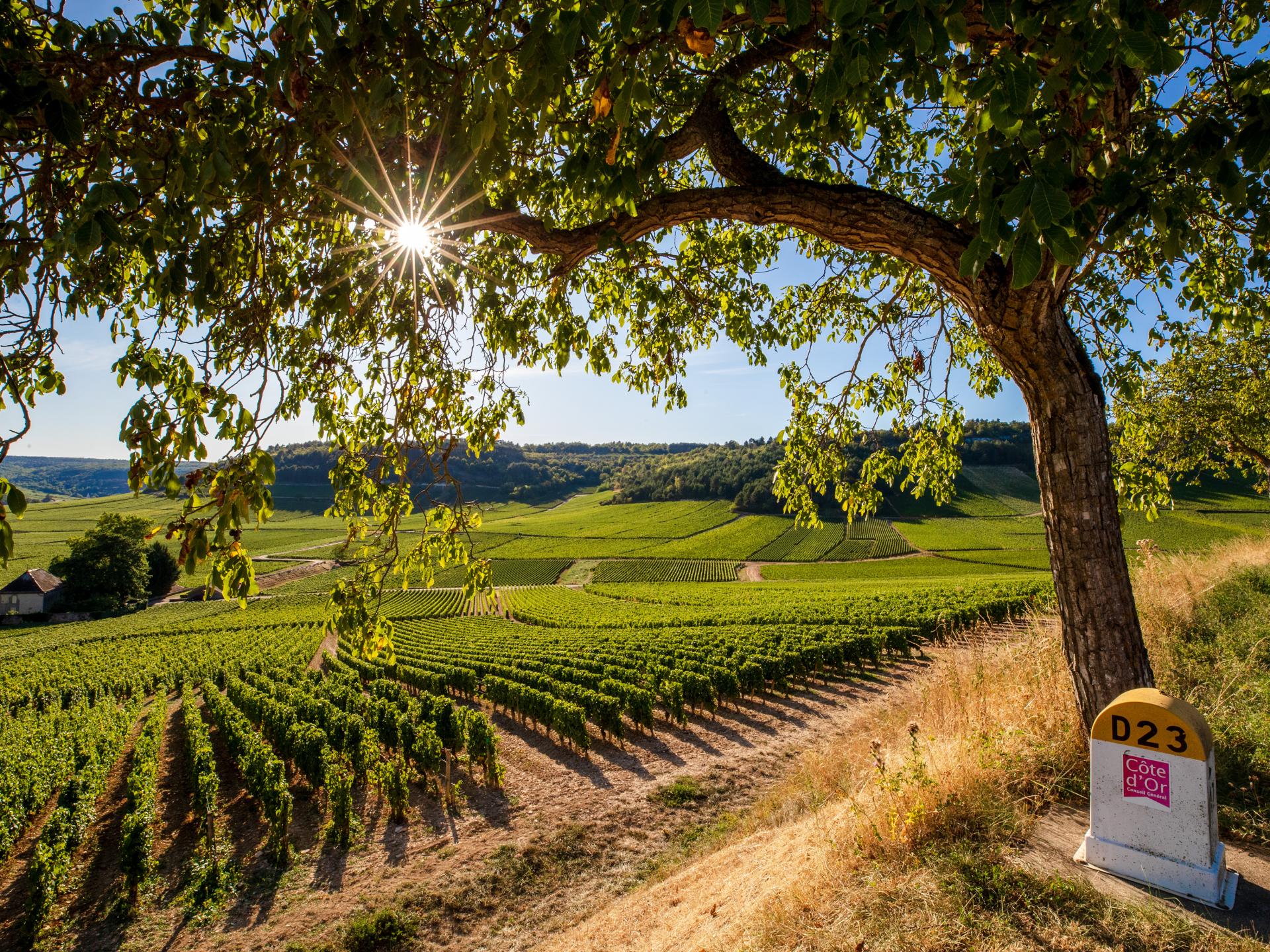 As denominações da Borgonha Beaune e a região de Beaune Turismo