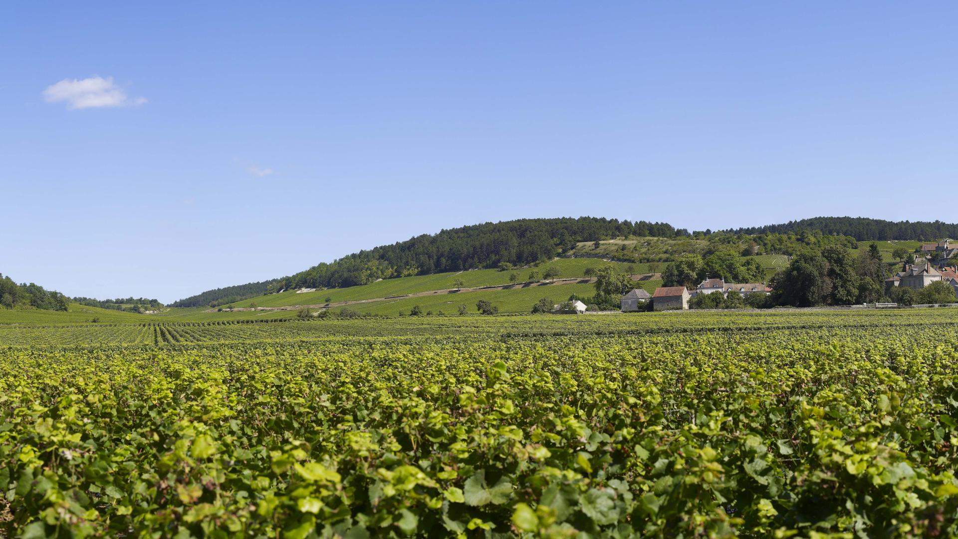 Une Vir E Sur La Route Des Grands Crus Beaune Et Le Pays Beaunois