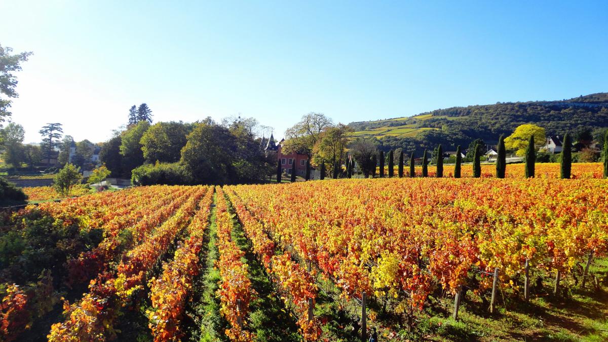 Vignobles Et D Couvertes Beaune Et Le Pays Beaunois Tourisme Bourgogne