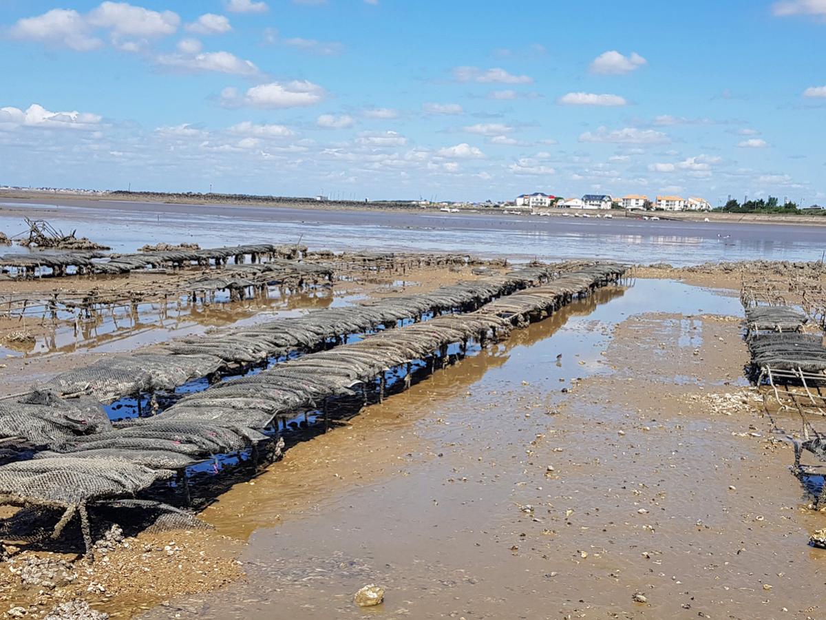 Oyster Shacks And Oyster Beds A Whole Profession Ch Telaillon Plage