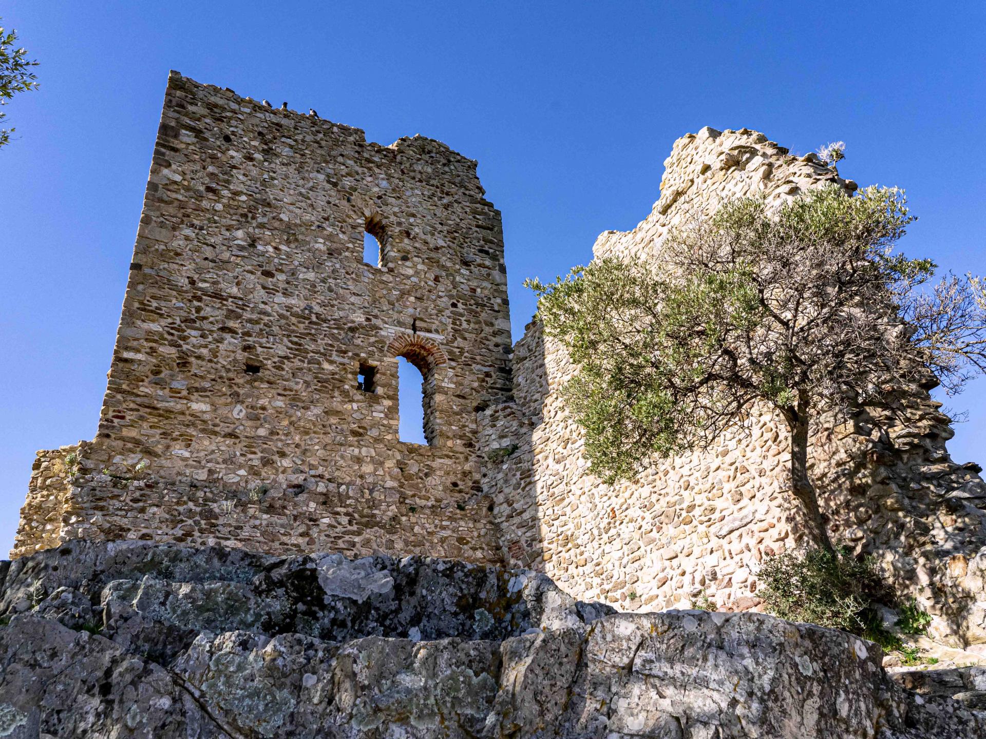 La Tortue Des Maures Grimaud Tourisme Le Charme De La Provence Et