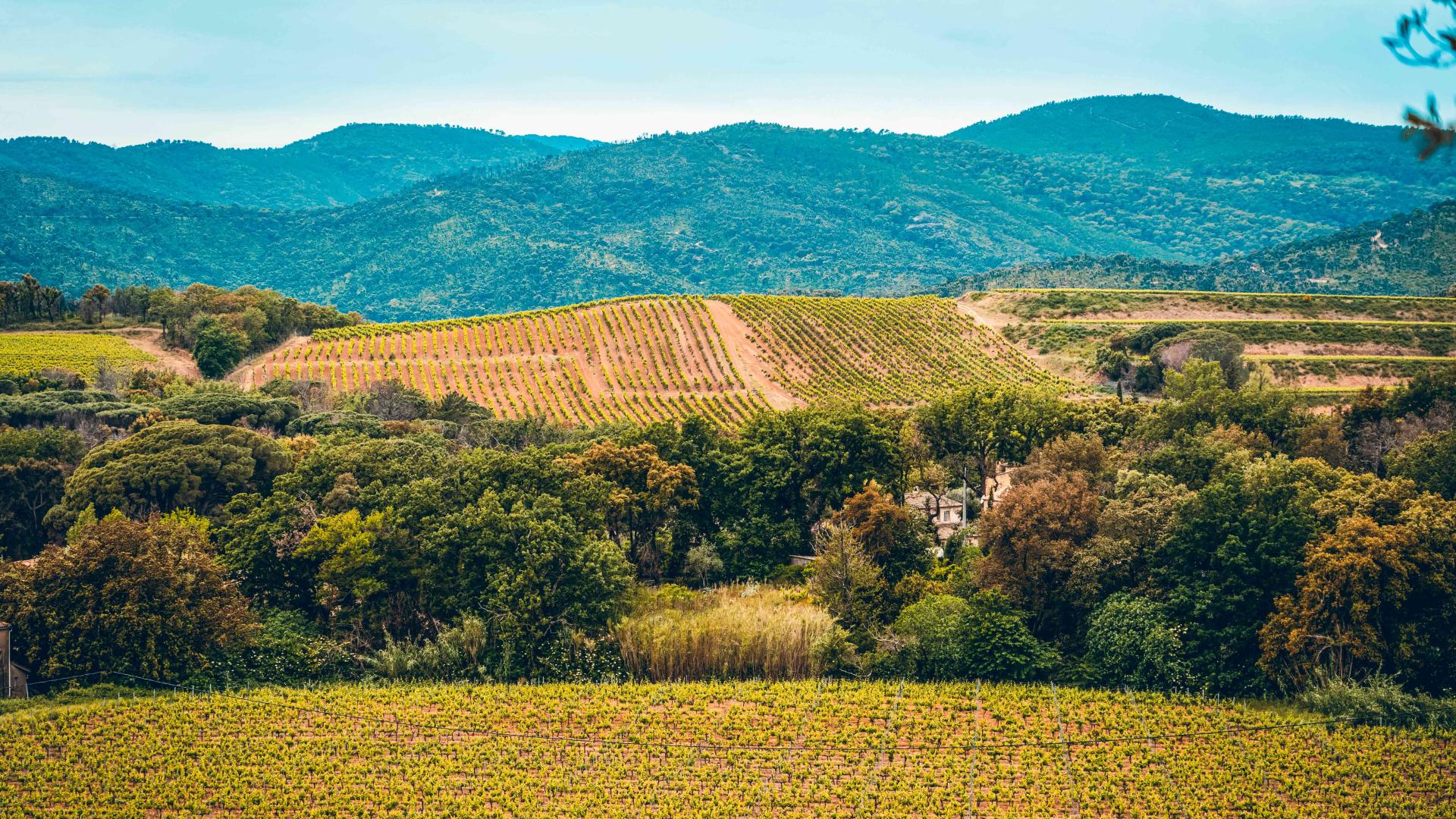 La D Couverte Des Vignobles Grimaud Tourisme Le Charme De La