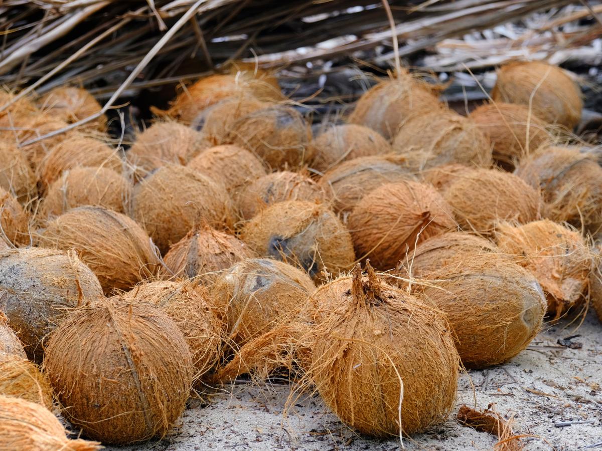 La Noix De Coco Martinique Tour