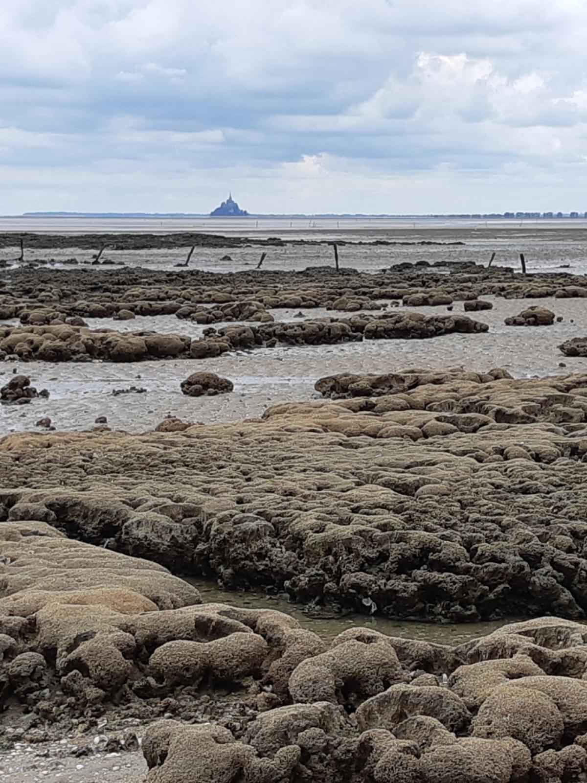 Les Dauphins Et Al Lark Saint Malo Baie Du Mont Saint Michel Tourisme