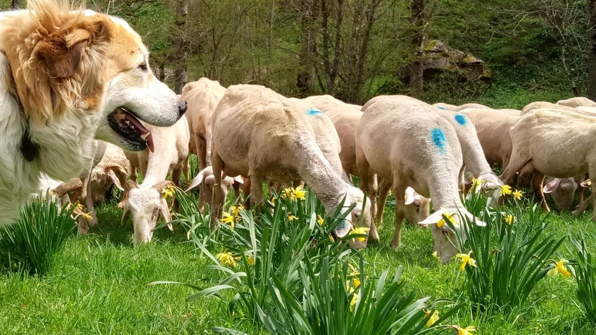 Le Fromage De La Ferme Des Carlines Saint Lary Tourisme