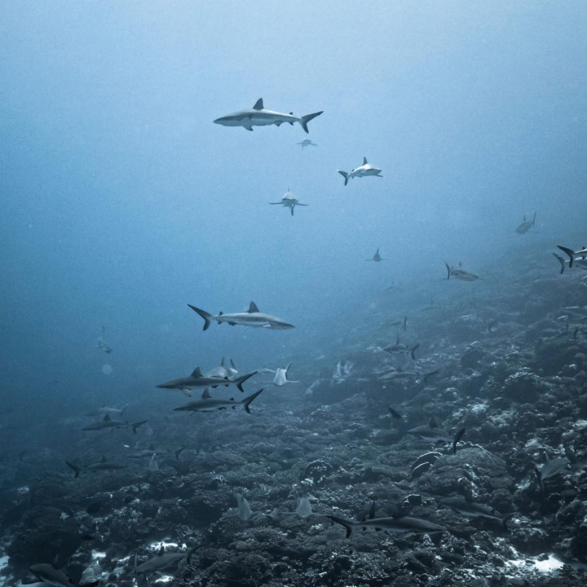 Discover A Wall Of Sharks In Fakarava Tahiti Tourisme Official