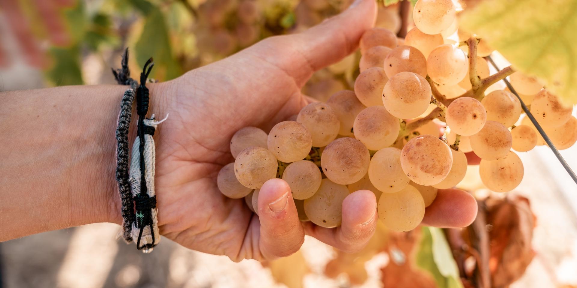 Le Chasselas De Moissac Tarn Et Garonne Tourisme