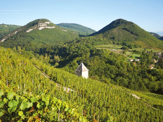 Vignoble Montagnieu