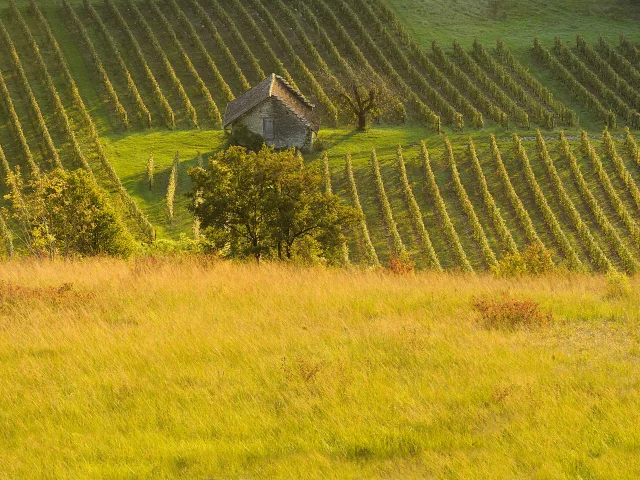 Vignoble du Bugey