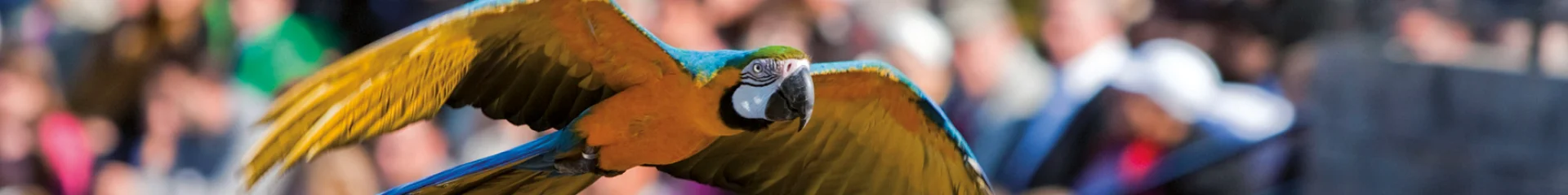Parc des Oiseaux