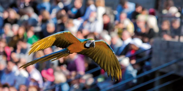 Parc des Oiseaux