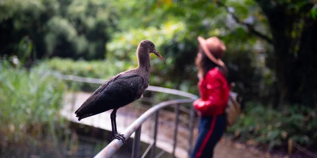 Parc des Oiseaux