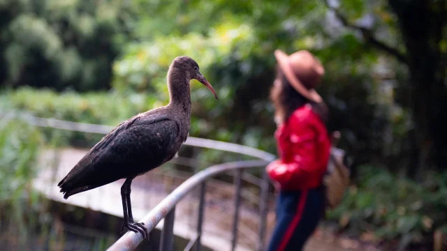 Parc des Oiseaux