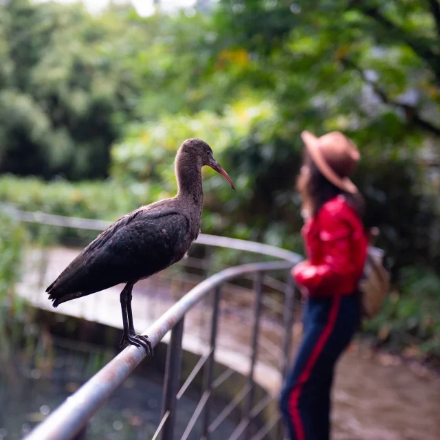 Parc des Oiseaux