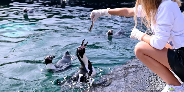 Parc des Oiseaux