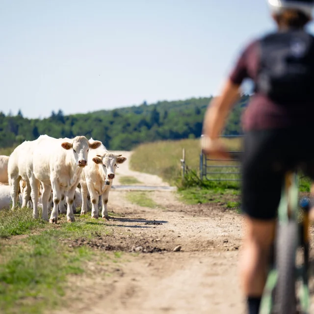 Mountain biking in the countryside