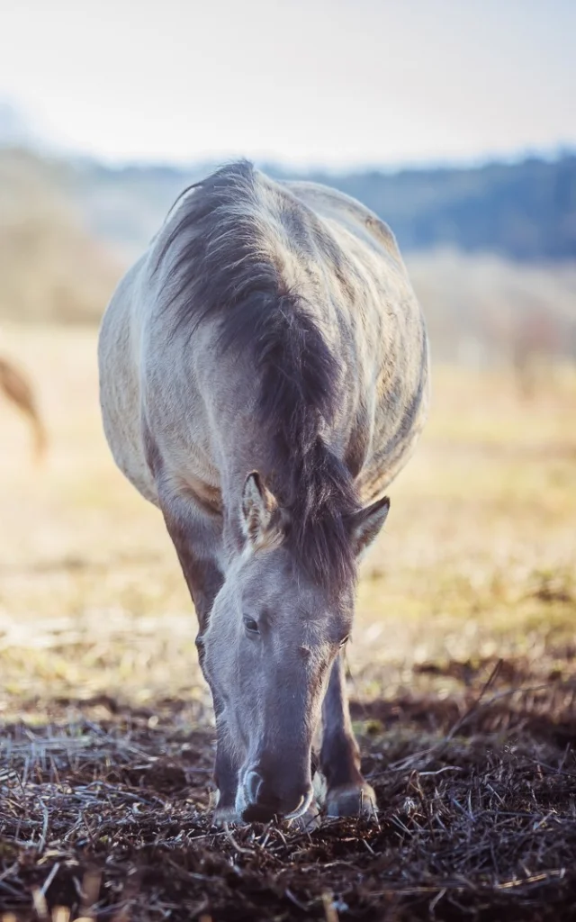 Tarpans, small horses of Polish origin at the Marais de Vaux on the Plateau d'Hauteville