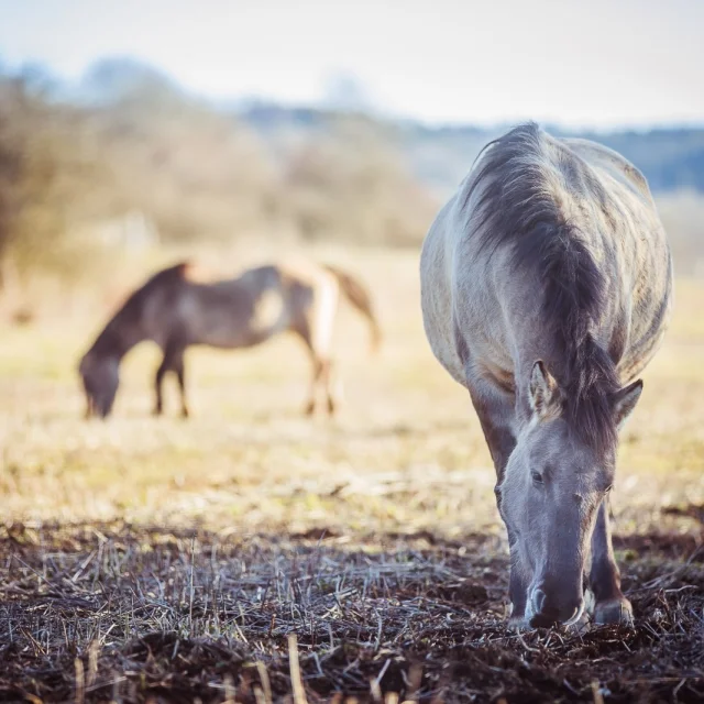 Des tarpans, petits chevaux d'origine polonaise au Marais de Vaux sur le Plateau d'Hauteville