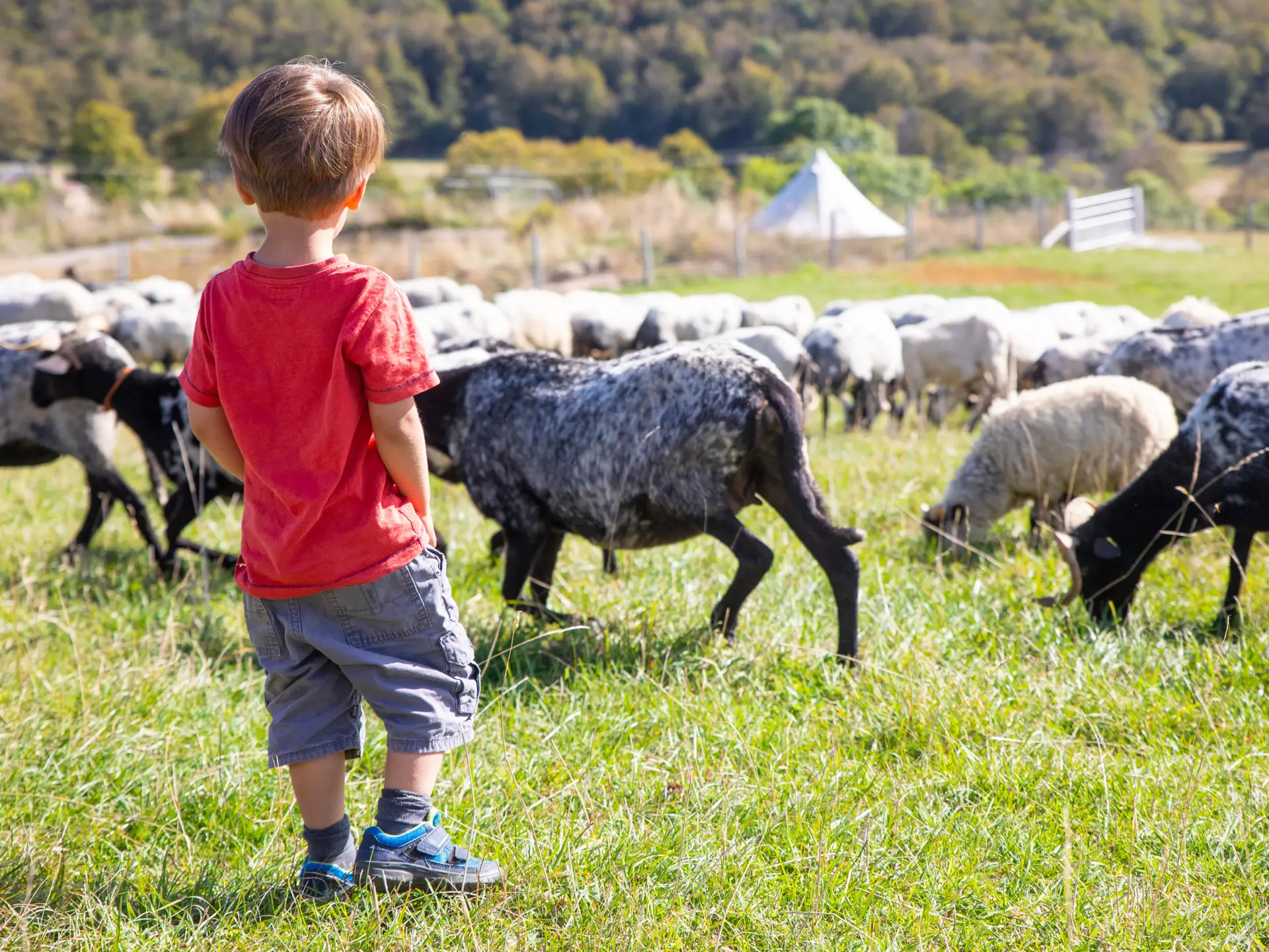 Terroir, enfant observant un troupeau de chèvres