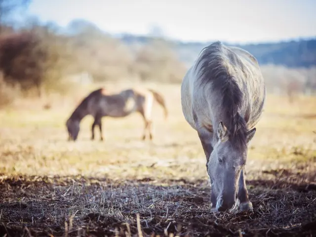 Des tarpans, petits chevaux d'origine polonaise au Marais de Vaux sur le Plateau d'Hauteville