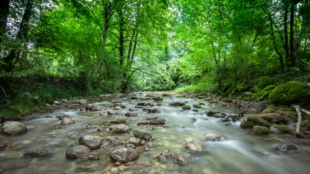 L'Arvière, rivière sauvage