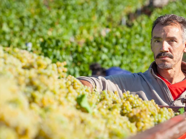 Vigneron du Bugey