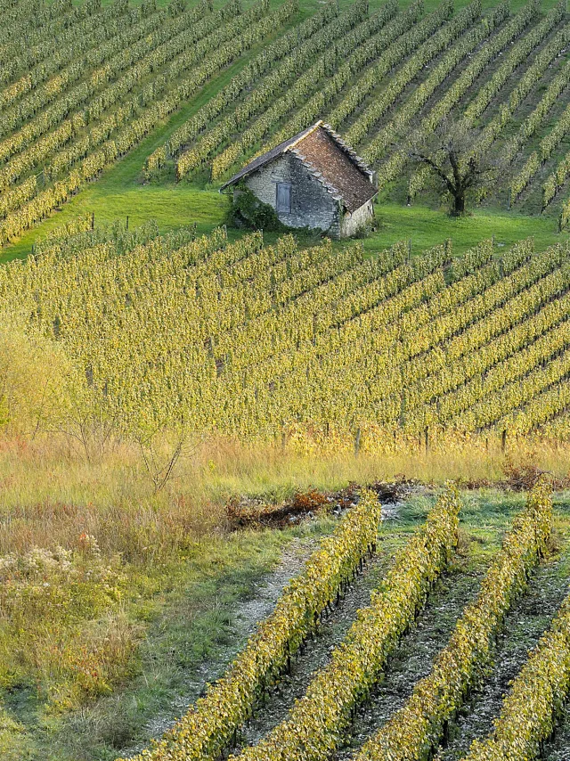 Weinberge von Bugey