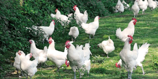 Élevage de Poulet de Bresse