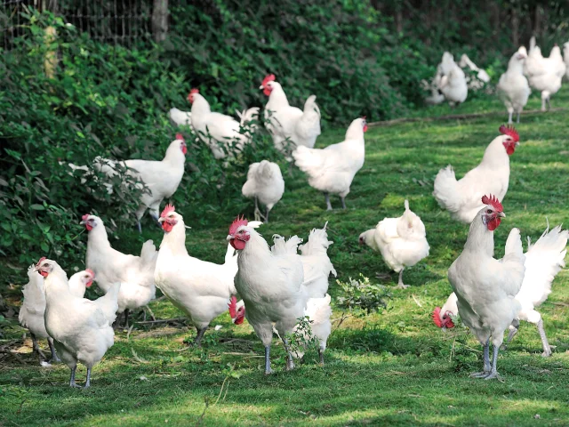 Élevage de Poulet de Bresse