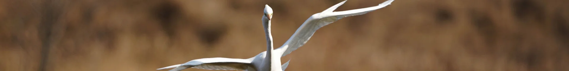 Grande Aigrette