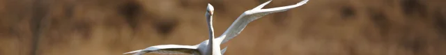 Grande Aigrette