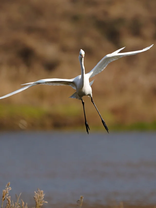 Great Egret