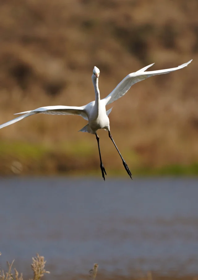 Great Egret