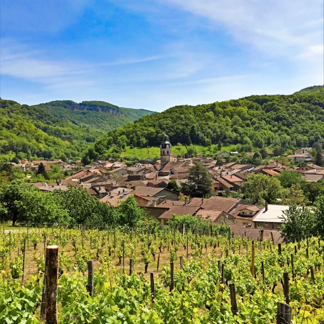 Vaux-en-Bugey, Bugey vineyard landscape