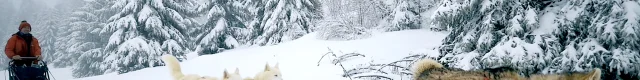Outdoor Chien de traineau