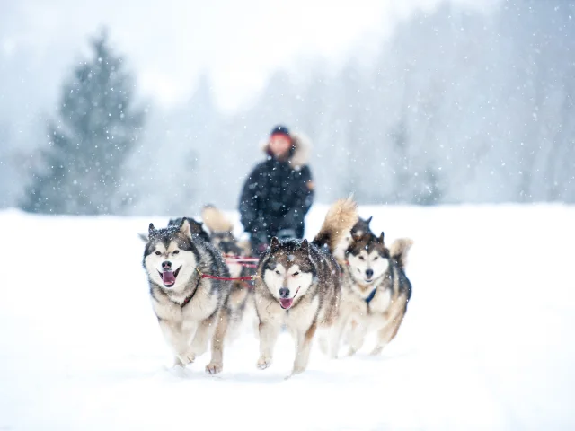 Outdoor Sled dog