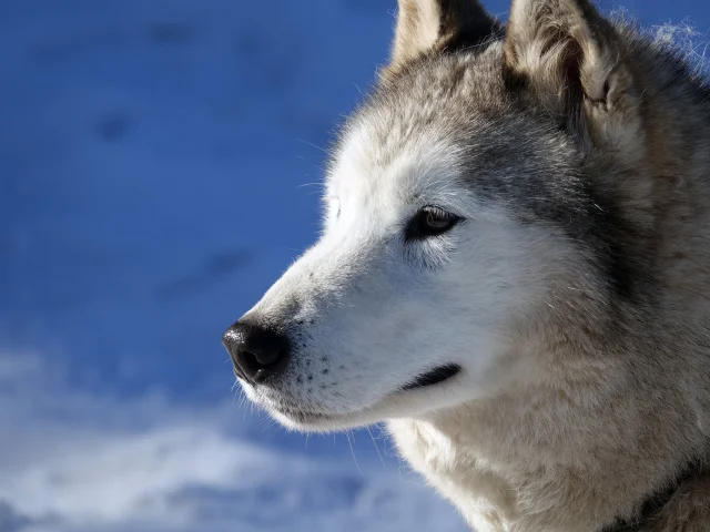 Outdoor Chien de traineau