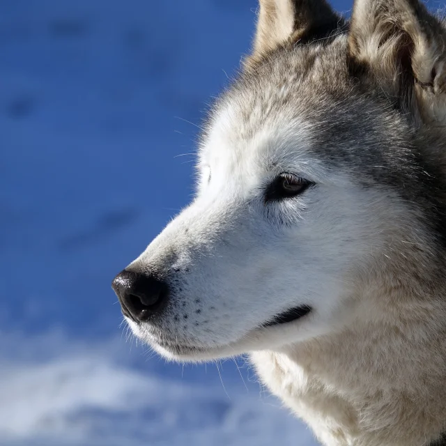 Outdoor Schlittenhund