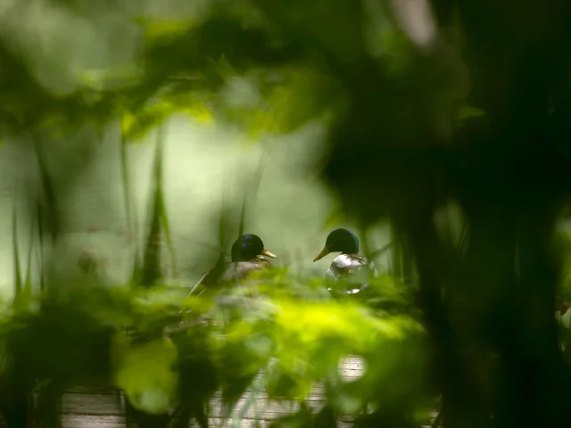 Birds of the Dombes