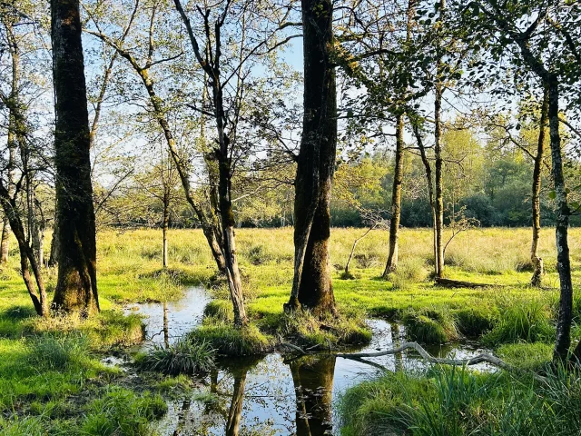 Natural heritage of the Lavours Marshes