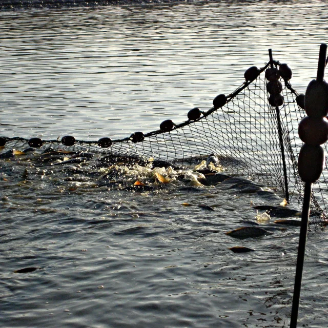 Natural Heritage Fishing in Dombes