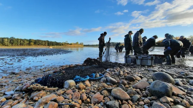 Pêche d'étang dans la Dombes