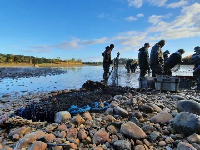 Pêche d'étang dans la Dombes