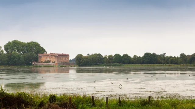 Etang de Bouligneux, dans la Dombes