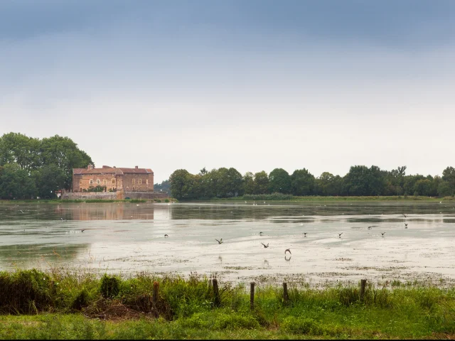 Etang de Bouligneux, dans la Dombes