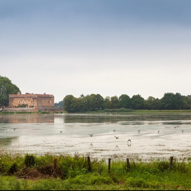 Etang de Bouligneux, dans la Dombes